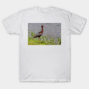 Glossy Ibis T-Shirt